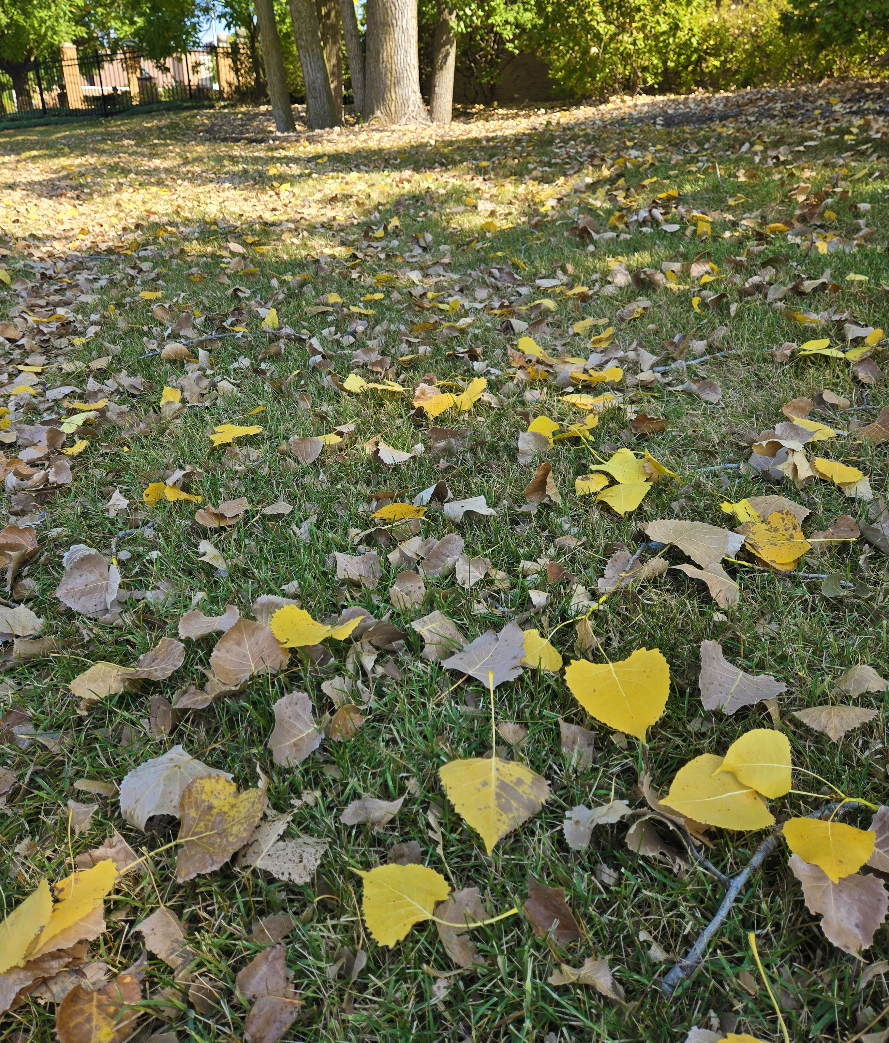 A grassy area beneath several trees, scattered with fallen leaves. The leaves are mostly brown and dry, with some bright yellow ones mixed in, suggesting early leaf drop. Sunlight filters through the trees, and a brick building with shrubs is visible in the background.